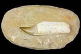 Rooted Mosasaur (Prognathodon) Tooth - Morocco #150247-2